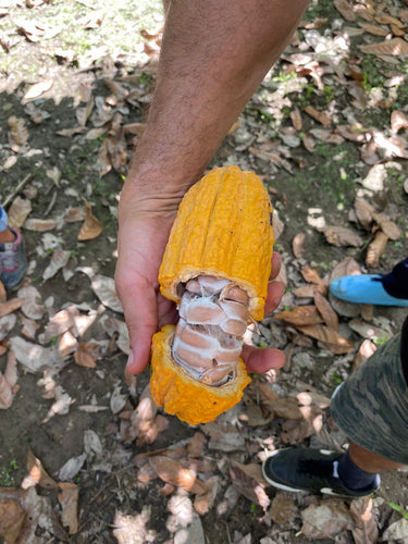 Ceremonial Cacao: A Nutritional Powerhouse